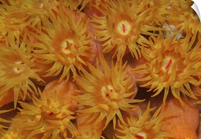 Close-up of orange cup coral in the Caribbean