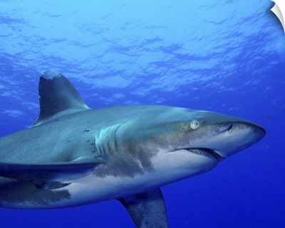 Close-up side view of an oceanic whitetip shark