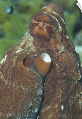 Close-up view of a common octopus, Kimbe Bay, Papua New Guinea