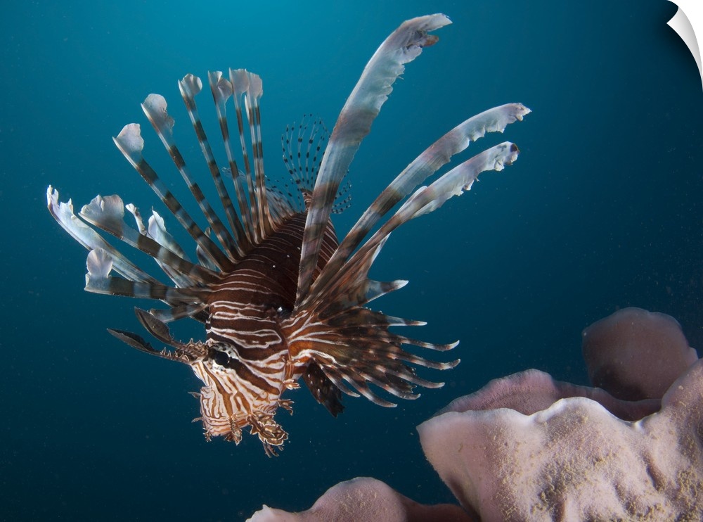 Close-up view of a lionfish. Gorontalo, Indonesia.