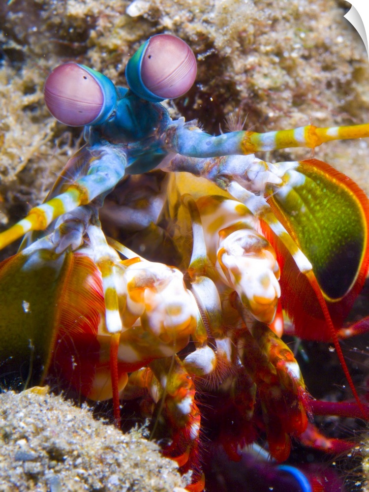 Close-up view of a Mantis Shrimp, Papua New Guinea.