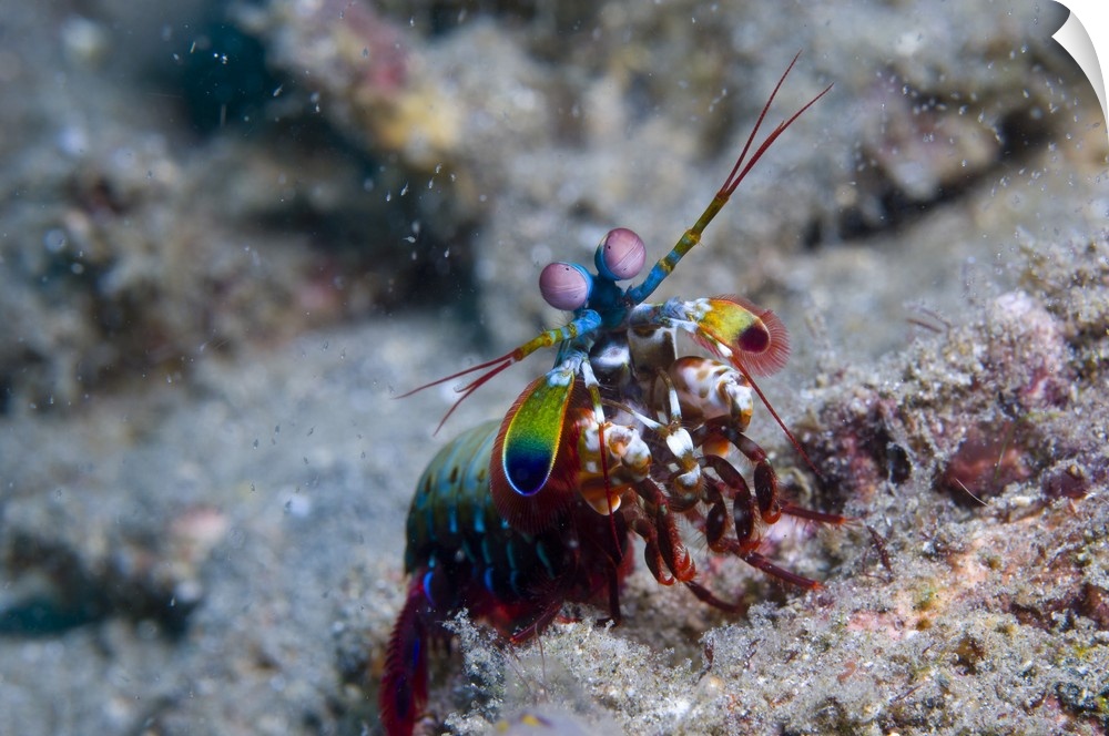 Close-up view of a Mantis Shrimp, Papua New Guinea.