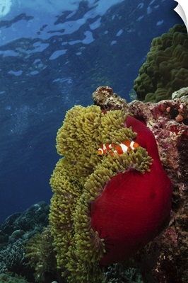 Clownfish inside a red and green anemone, North Sulawesi, Indonesia