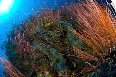 Colony of red whip fan coral with fish species, Papua New Guinea