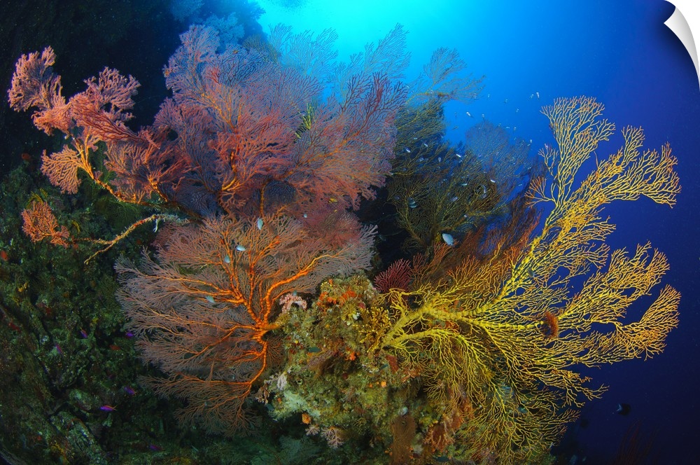 Colorful assorted sea fans and soft coral, Solomon Islands.