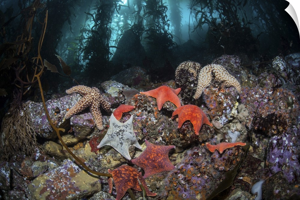 Colorful starfish cover the bottom of a giant kelp forest.