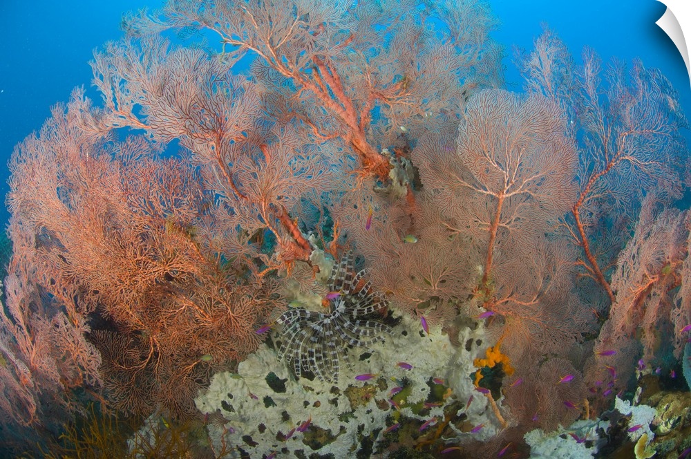 Colourful sea fan with crinoid, Papua New Guinea.