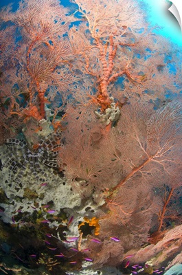 Colourful sea fan with crinoid, Papua New Guinea