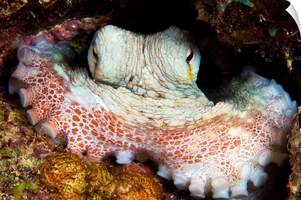Caribbean Reef Octopus guards its lair, Bonaire, Caribbean Netherlands.