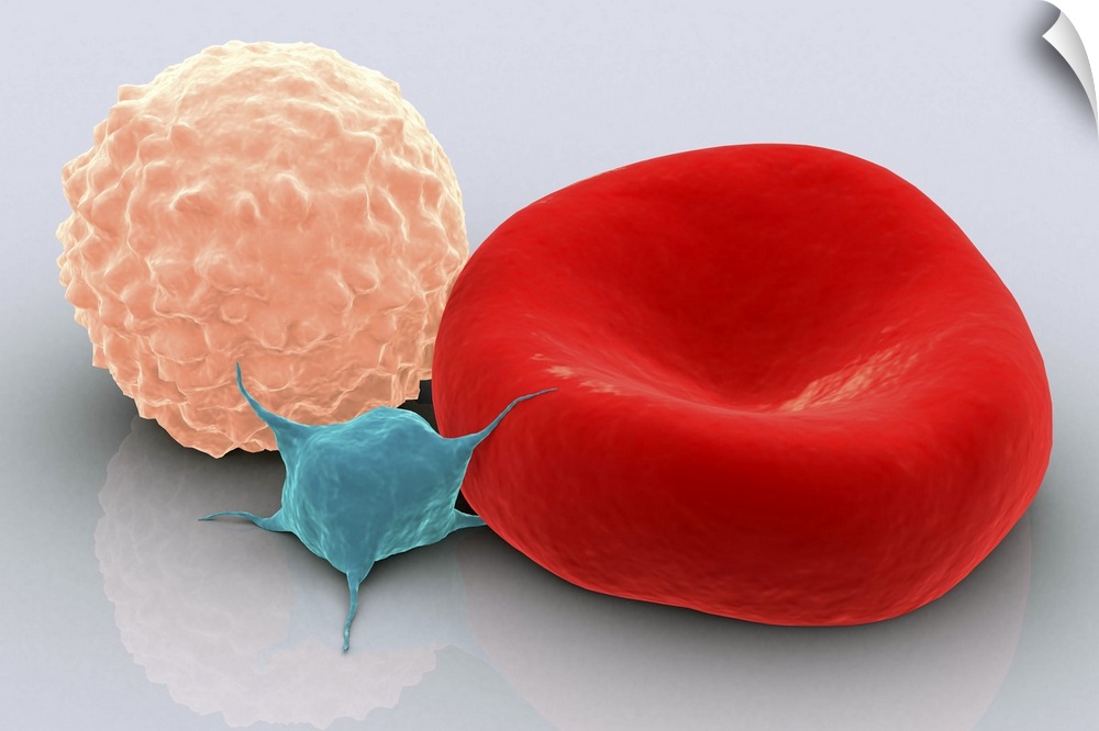 Conceptual image of platelet, red blood cell and white blood cell.