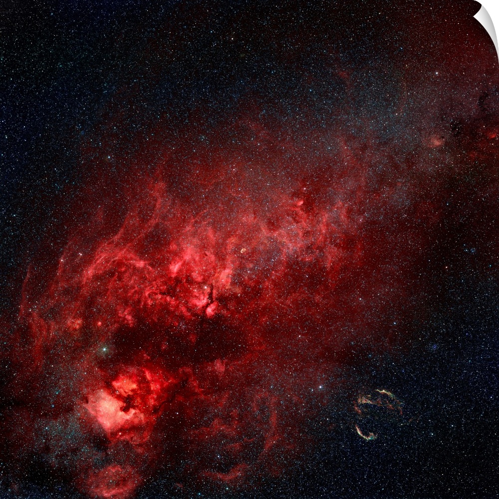 Constellation Cygnus showing the North America Nebula, Pelican Nebula, Cirrus Nebula, Crescent Nebula, Tulip Nebula, and B...