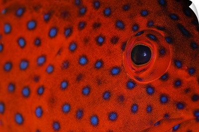 Coral grouper eye detail, Komodo National Park, Nusa Tenggara, Indonesia, Pacific Ocean
