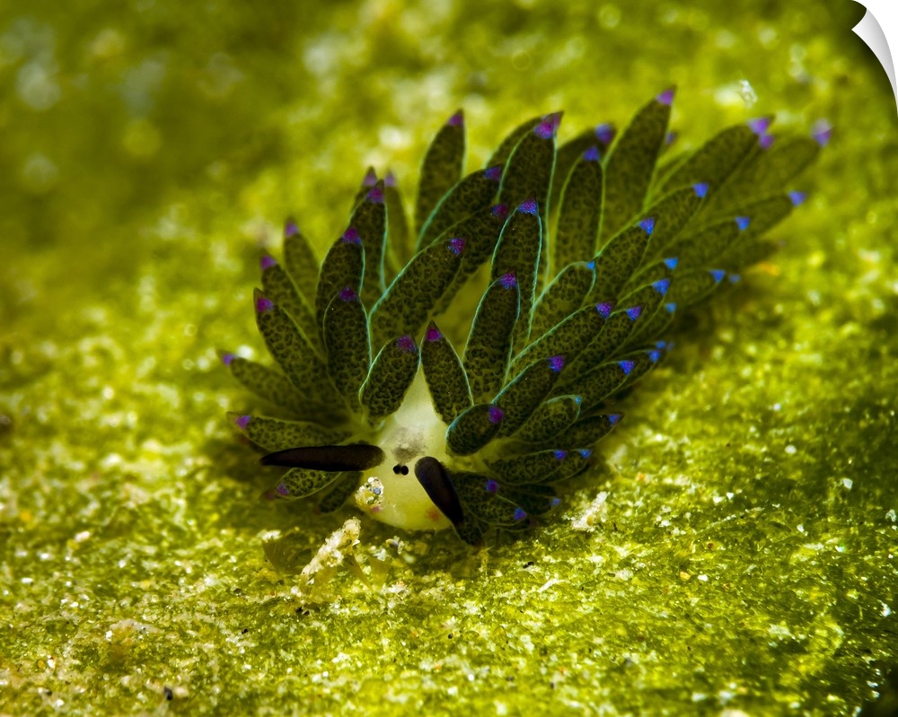 Costasiella sapsucking slug, Milne Bay, Papua New Guinea.