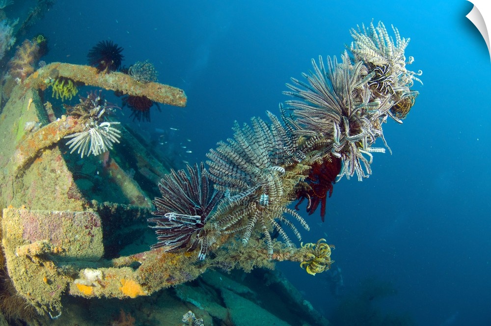 Crinoids attached to a piece of wreckage, Solomon Islands.