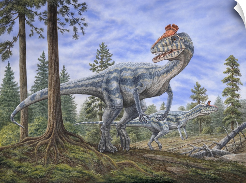 Cryolophosaurus dinosaurs hunting for prey in a prehistoric environment.