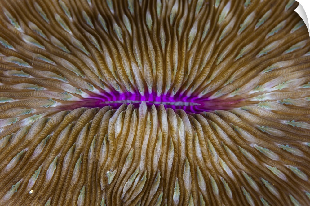 Detail of a mushroom coral (Fungia sp.) on a reef in Raja Ampat, Indonesia. This remote, tropical region is home to extrao...