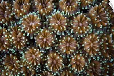 Detail of a stony coral growing in Wakatobi National Park, Indonesia.