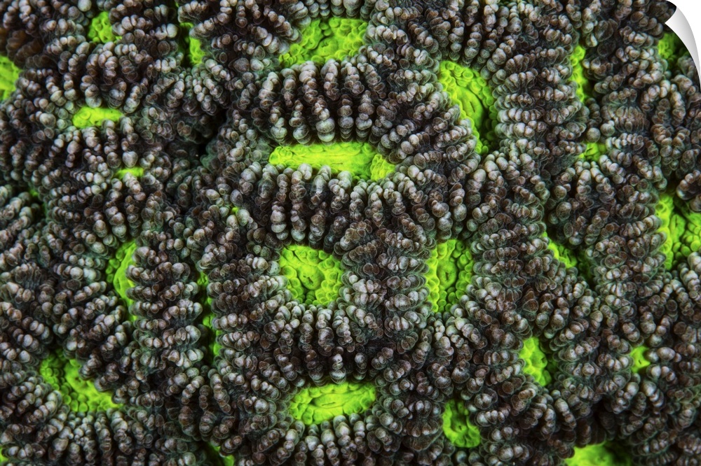 Detail of coral polyps growing on a healthy reef in Raja Ampat, Indonesia.