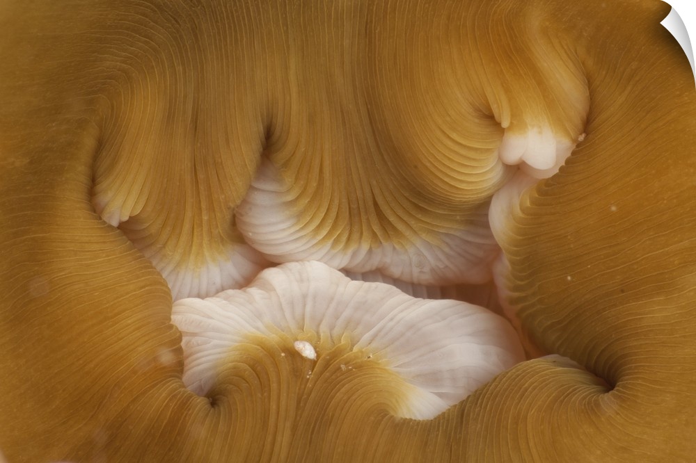 Detail of the mouth of a beige and white anemone, North Sulawesi.
