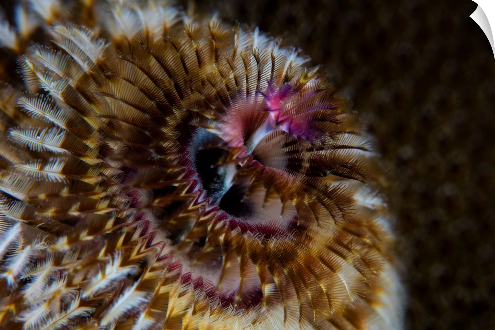 Detail of the tentacles of a Christmas tree worm.