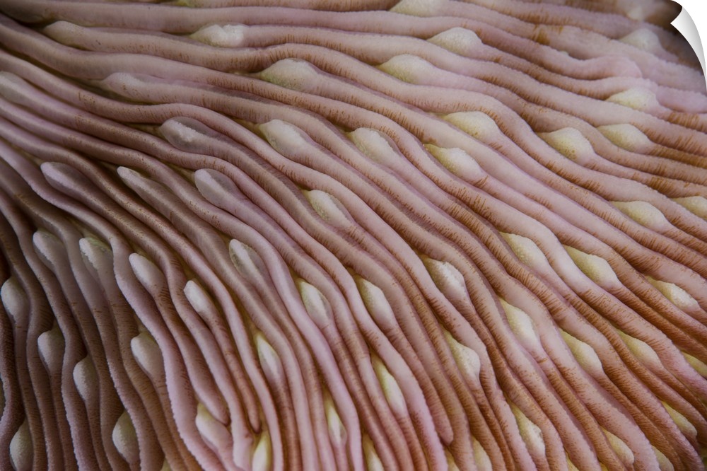 Detail of the texture on a mushroom coral (Fungia sp.) growing in Wakatobi National Park, Indonesia. This remote region is...