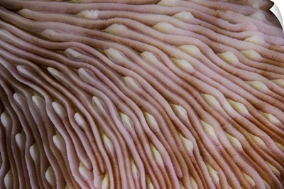 Detail of the texture on a mushroom coral growing in Wakatobi National Park, Indonesia.