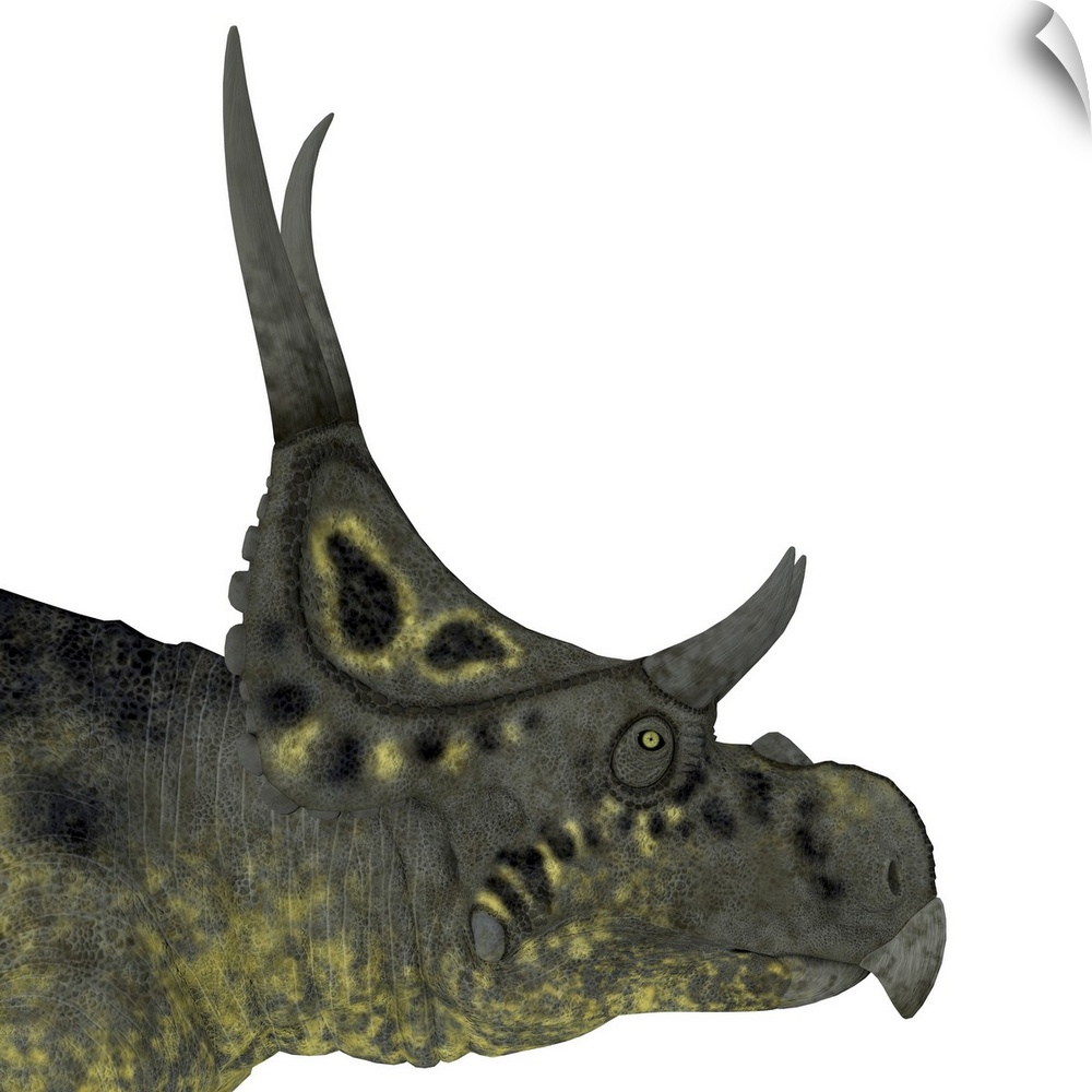 Diabloceratops dinosaur head.