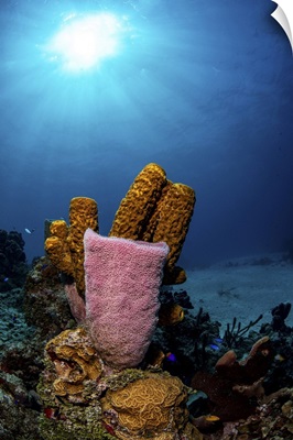 Different Types Of Sponges On A Coral Reef, Caribbean Sea, Mexico