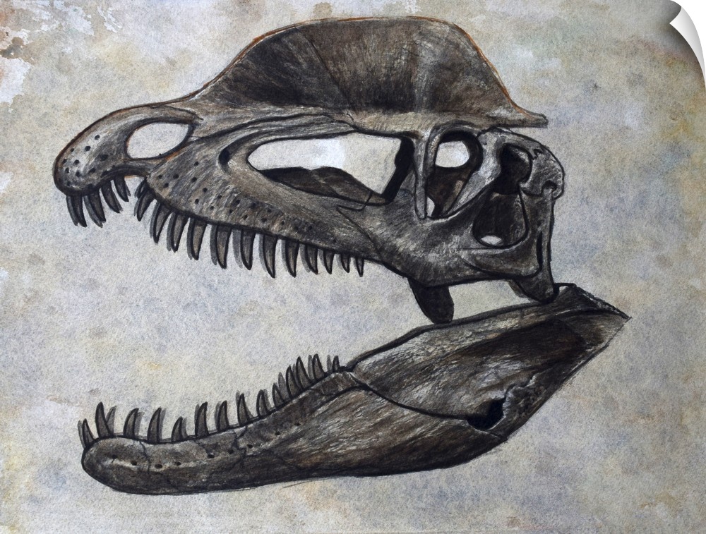 Dilophosaurus dinosaur skull on textured background.