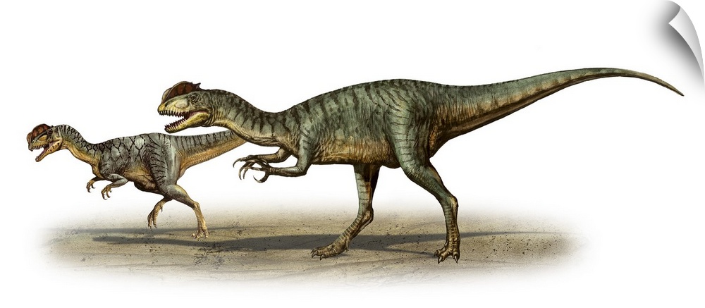 Dilophosaurus wetherilli, a prehistoric era dinosaur.