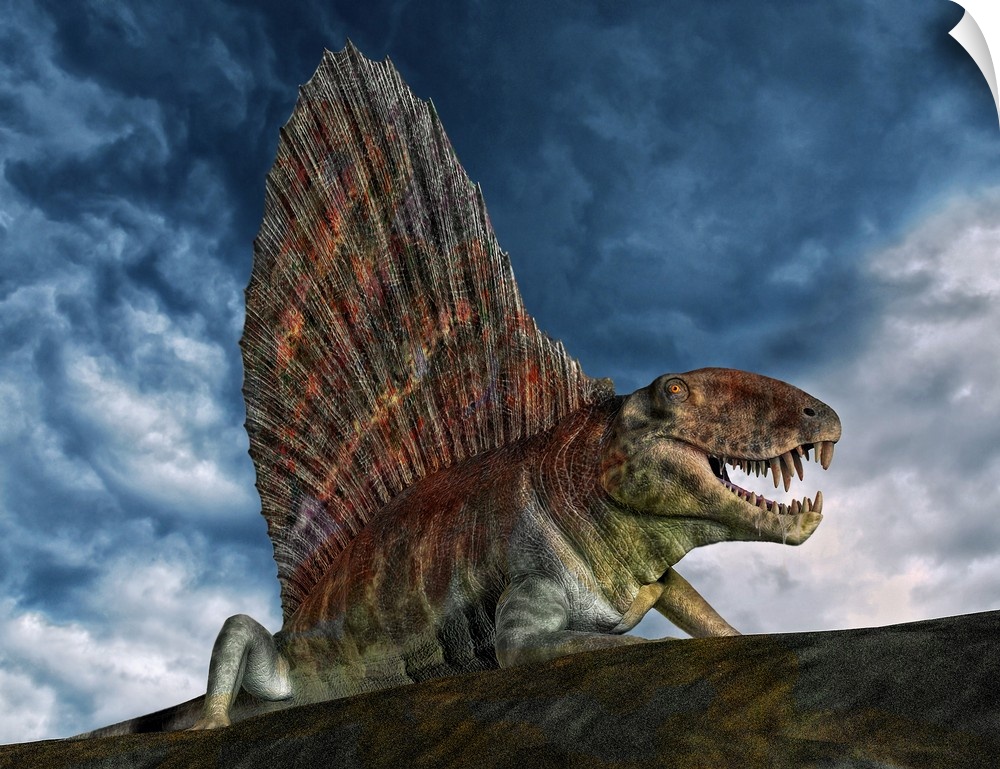 Dimetrodon was an extinct genus of synapsid from th Early Permian period.