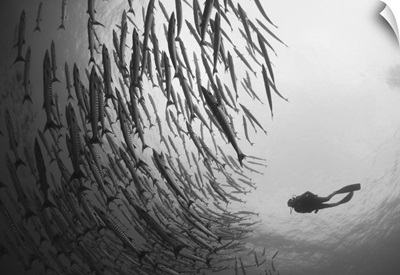 Diver and schooling blackfin barracuda, Papua New Guinea