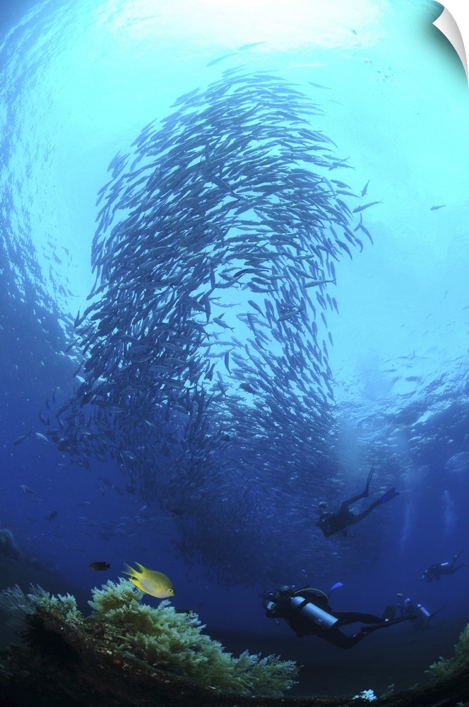 Divers photographing a school of trevally, Bali, Indonesia.