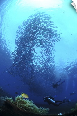 Divers photographing a school of trevally, Bali, Indonesia