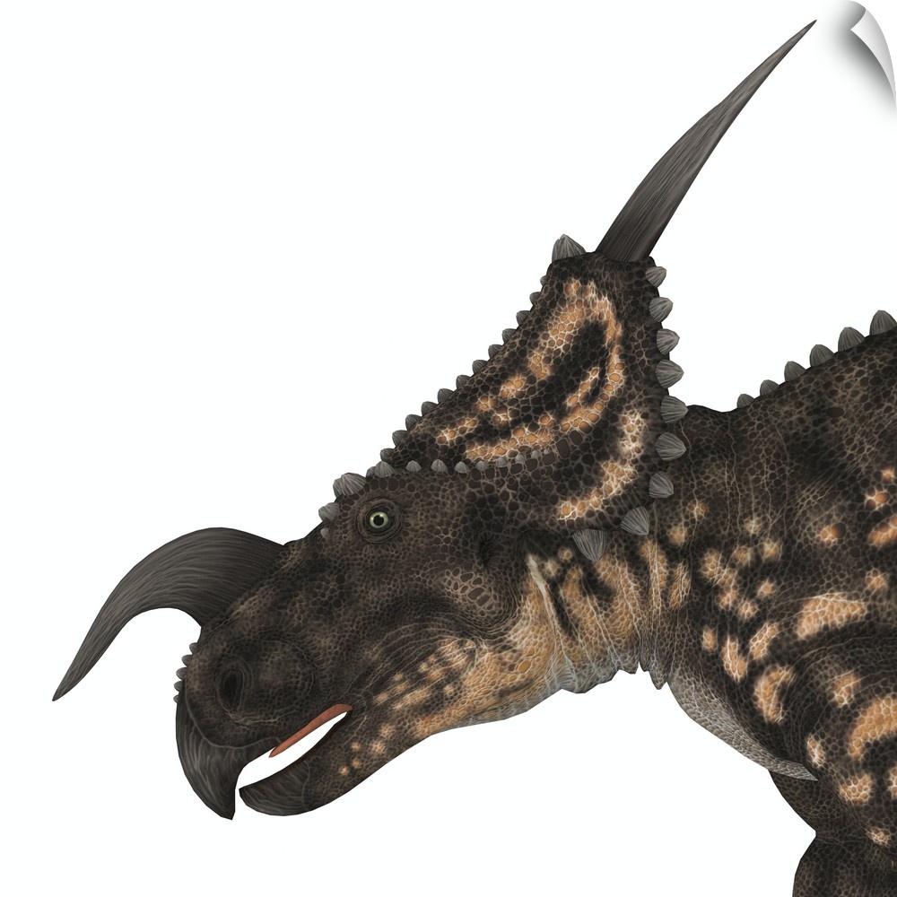 Einiosaurus was a herbivorous ceratopsian dinosaur that lived in the Cretaceous Age of Montana, North America.
