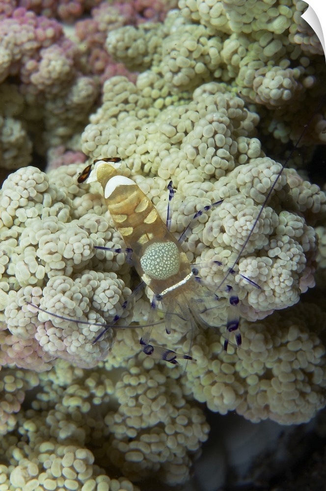Emperor shrimp on soft coral, Bali, Indonesia.