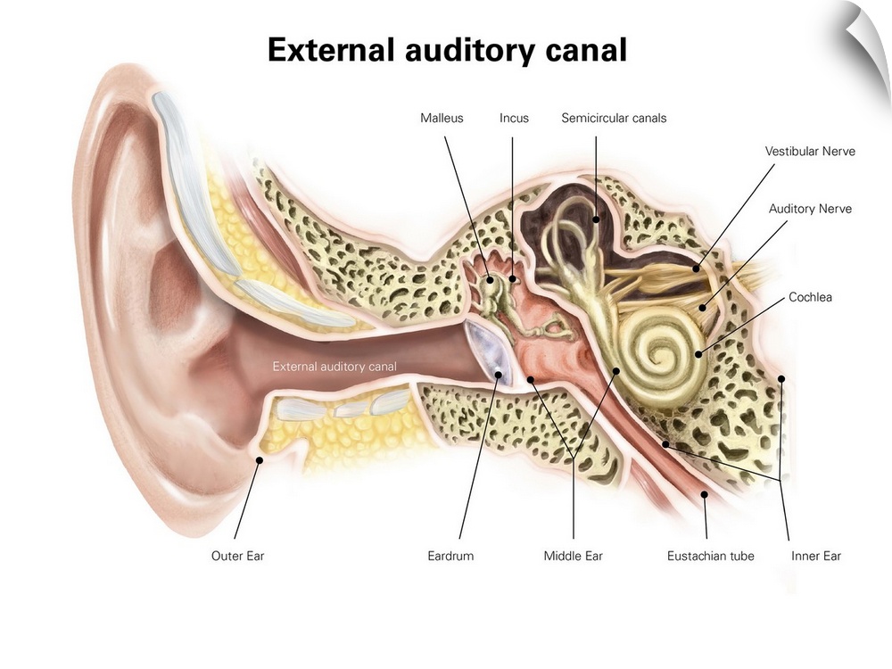 External auditory canal of human ear (with labels).