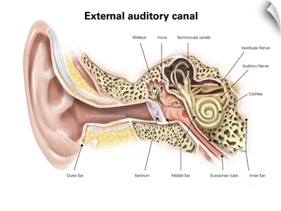External auditory canal of human ear (with labels)