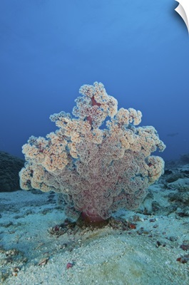 Fluffy pink and red dendronephtya soft coral, Indonesia