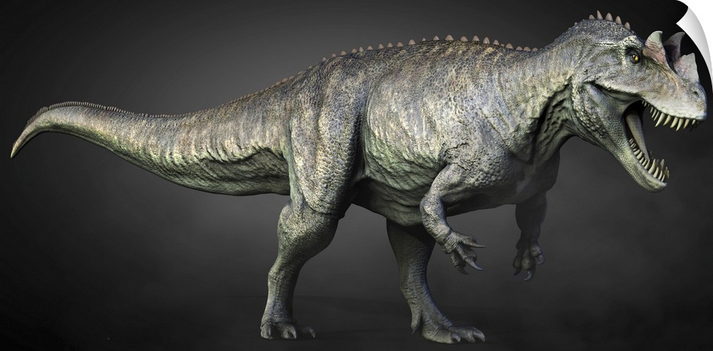 Full length view of a Ceratosaurus dinosaur.