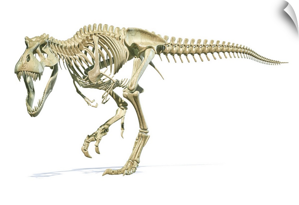 Full skeleton 3D rendering of Tyrannosaurus rex dinosaur.