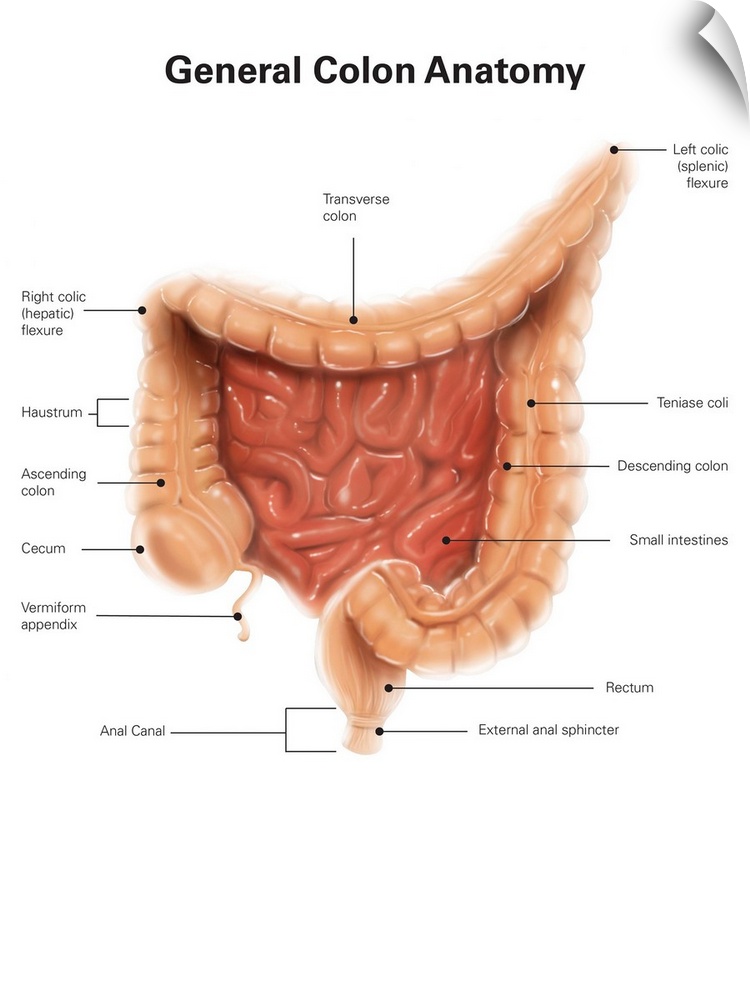 General colon anatomy, with labels.