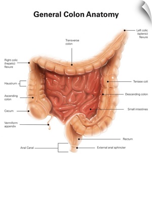 General colon anatomy, with labels