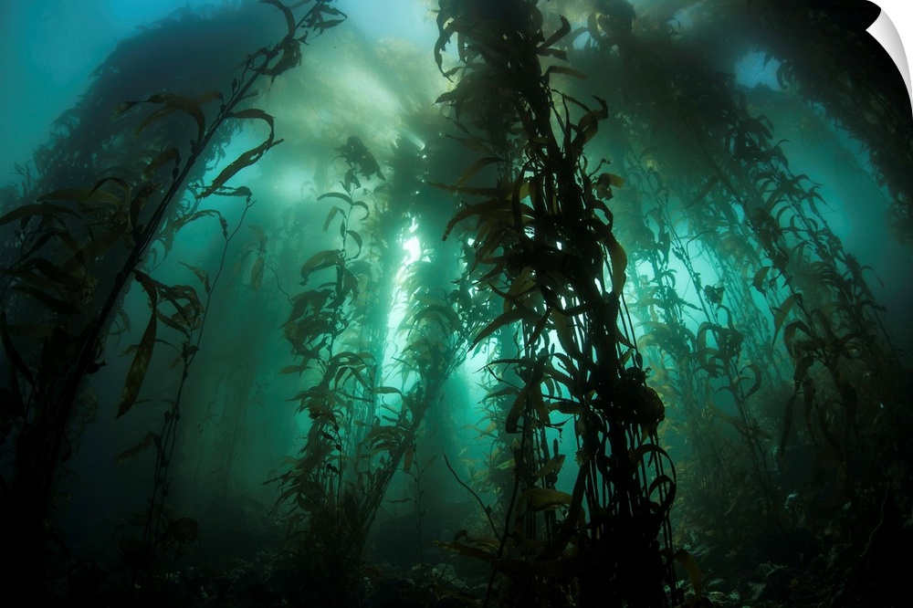 Giant kelp (Macrocystis pyrifera) grows off the coast of California.