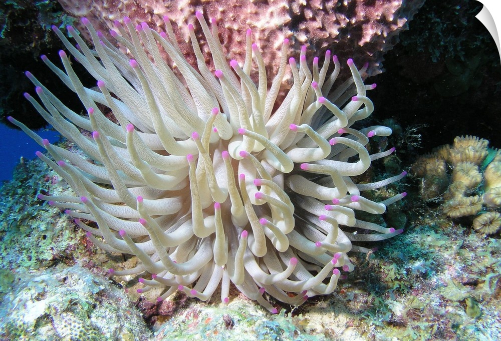 Giant sea anemone on reef in Cozumel, Mexico.