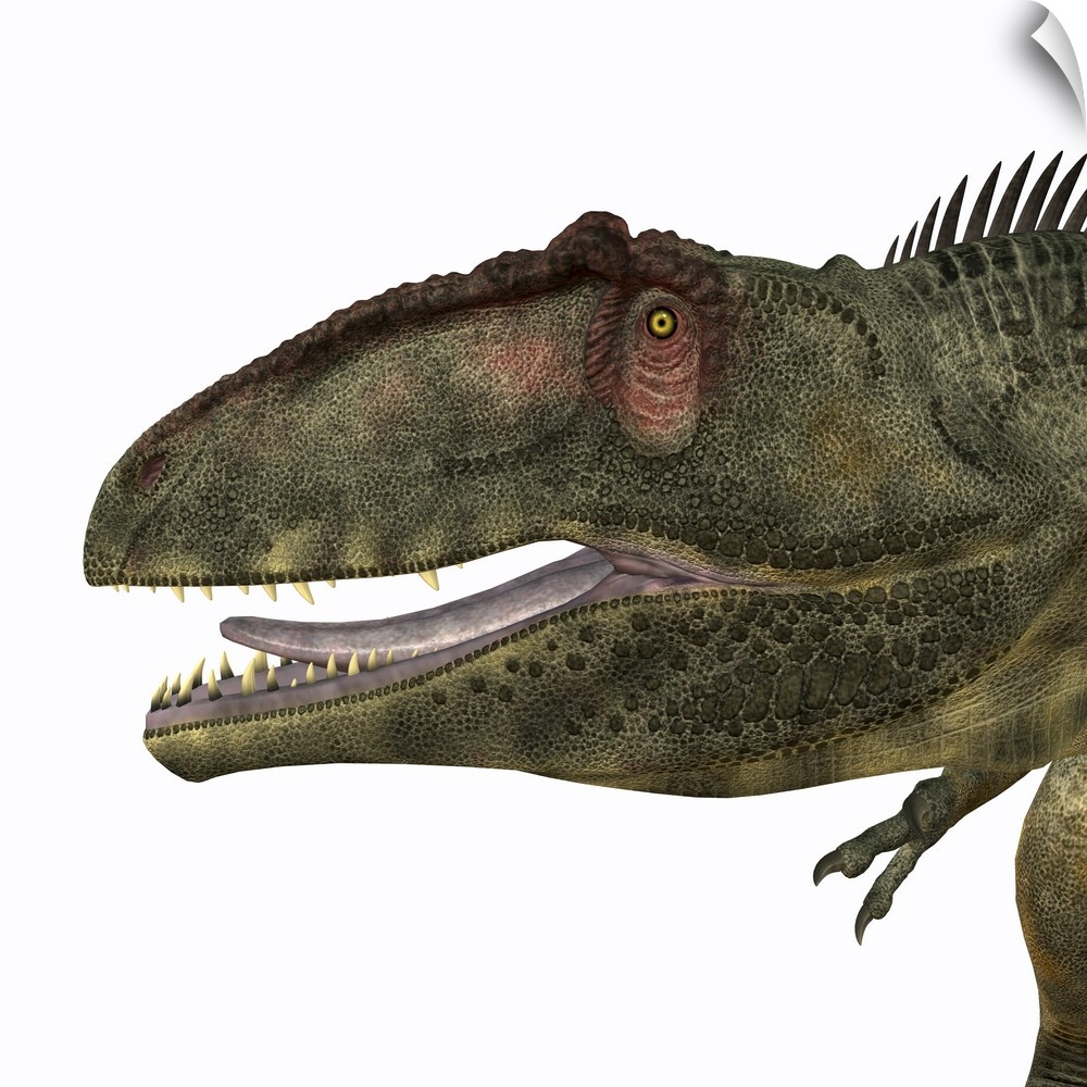 Giganotosaurus was a theropod carnivorous dinosaur that lived in the Cretaceous Period of Argentina.