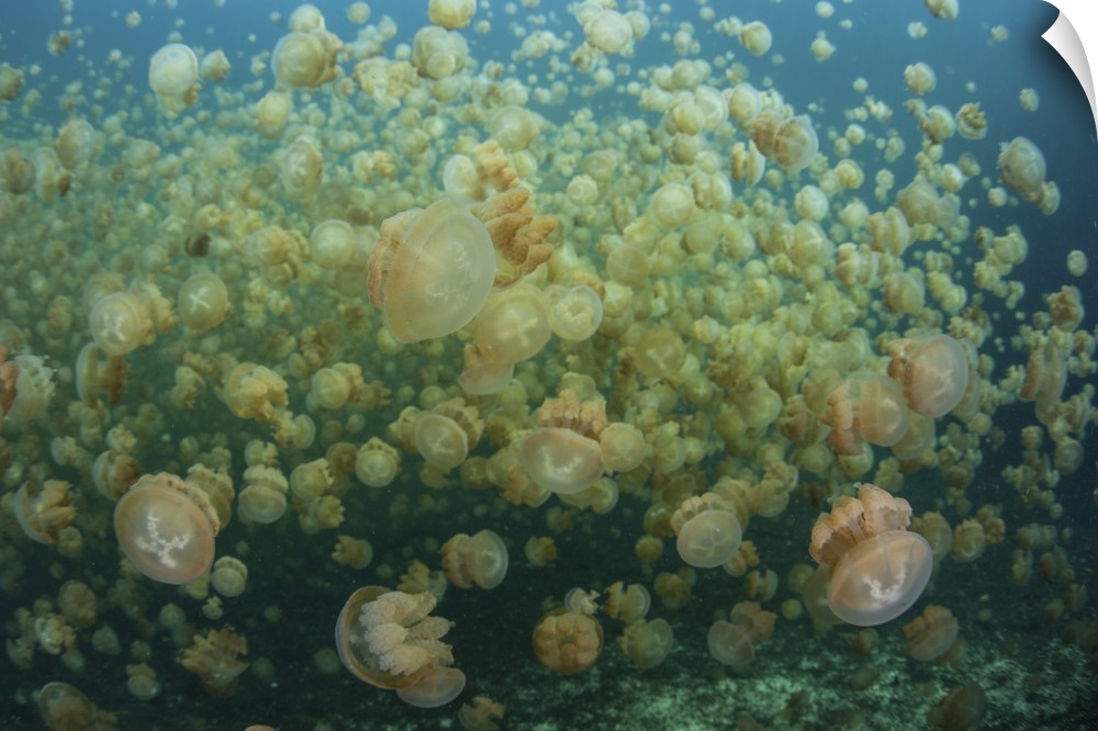 Golden jellyfish swim inside a lake in the Republic of Palau.