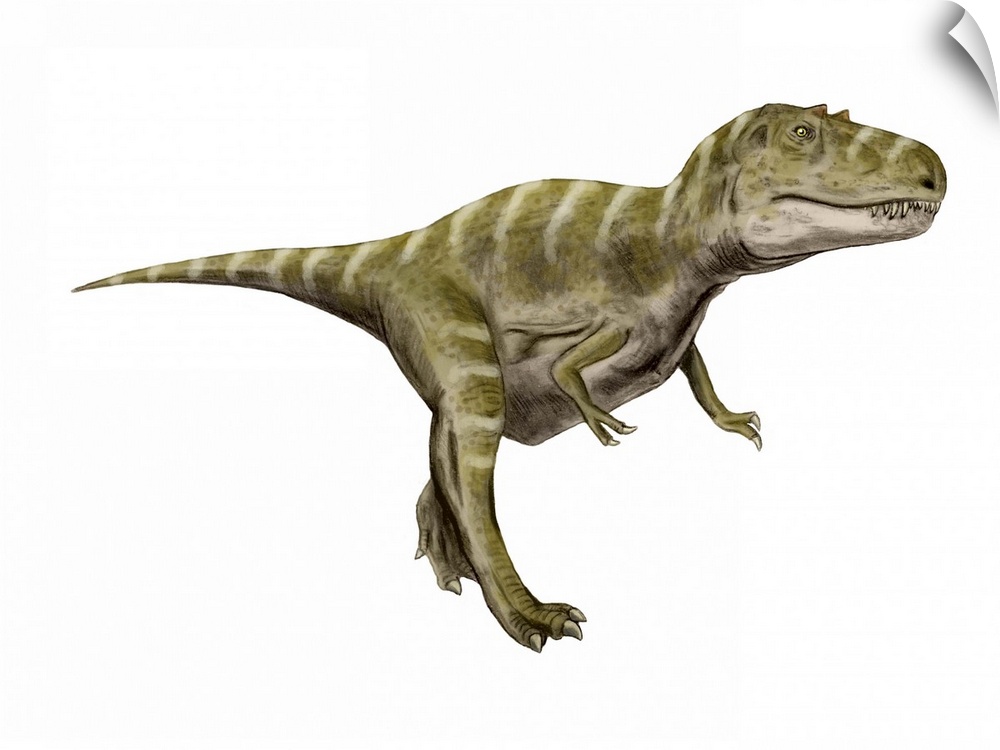 Gorgosaurus dinosaur, white background.