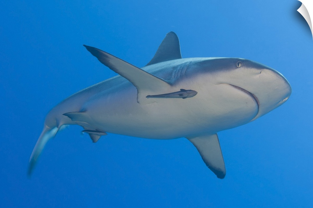 Gray reef shark with remora, Papua New Guinea.
