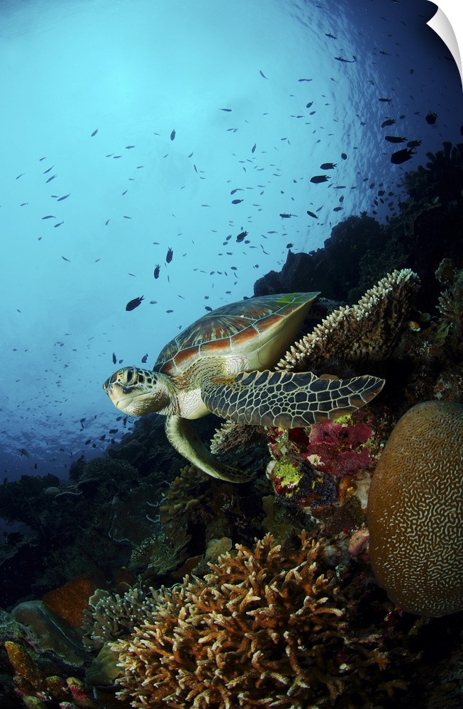 Green sea turtle resting on a plate coral, North Sulawesi.